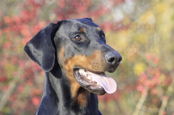 Doberman, black marks