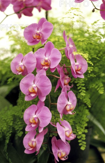 Flowering orchid, Phalaenopsis