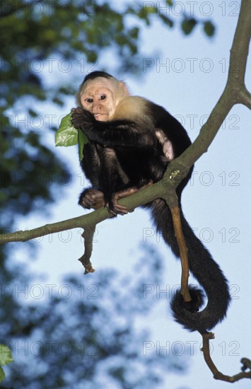 White-headed capuchin (cebus capucinus), adult EATING BLADE, COSTA RICA