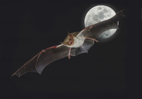 Mouse-eared Bat (myotis myotis), Flight at Full Moon