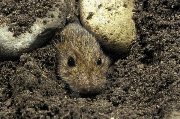 Common vole (microtus arvalis), head of an adult coming out of the ground