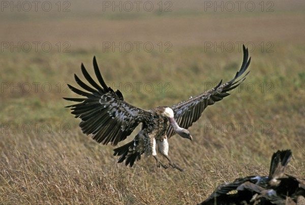 RUPPELL'S VULTURE gyps rüppellii, ADULTS IN FLIGHT, LANDING, KENYA