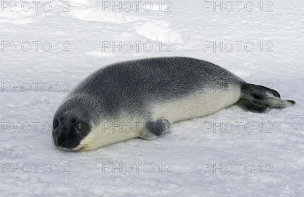 Hooded seal (cystophora cristata), PUP ON ICE FIELD, MAGDALENA ISLAND IN CANADA