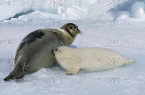 Harp Seal (pagophilus groenlandicus), Mother with Pup suckling, Magdalena Island in Canada