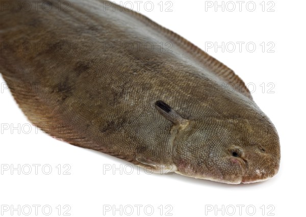 Sole, Sole (solea solea), Other animals, Fish, Flatfish, Animals, FRESH SOLE FISH on white