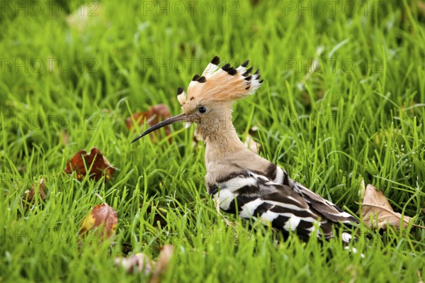 Hoopoe (upupa epops), adult on grass, Normandy