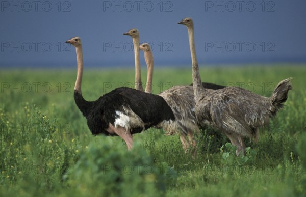 Common ostrich (struthio camelus), Masai Mara Park in Kenya