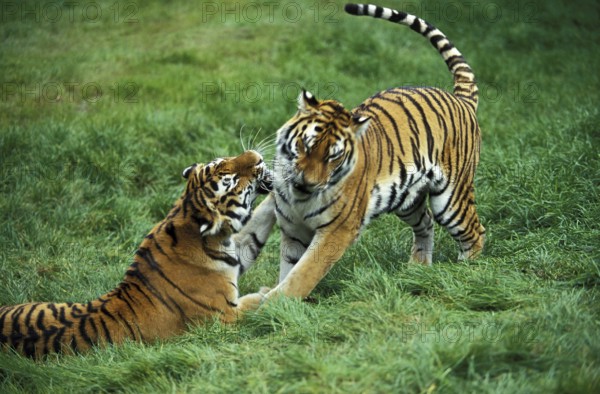 Siberian Tiger (panthera tigris altaica), Male and Female
