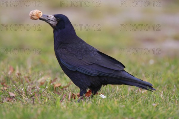 Rook (Corvus frugilegus) with walnut, crow, Öland, Sweden, Europe