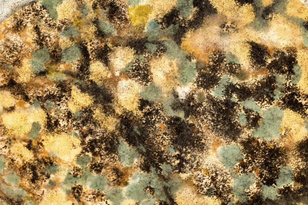 Different coloured mushroom cultures on a flatbread, mould