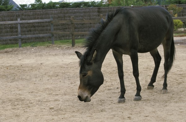 Hinny, cross between male horse and Jenny