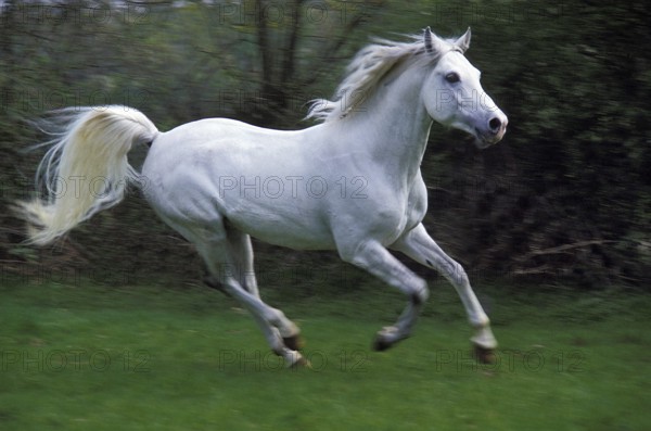 Arabian Horse Galloping