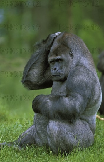 EASTERN TIEFLAND GORILLA (gorilla gorilla) graueri, MALE CROSSING HIS HEAD