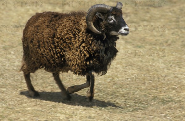 Soay Sheep, Breed from Scotland, Ram
