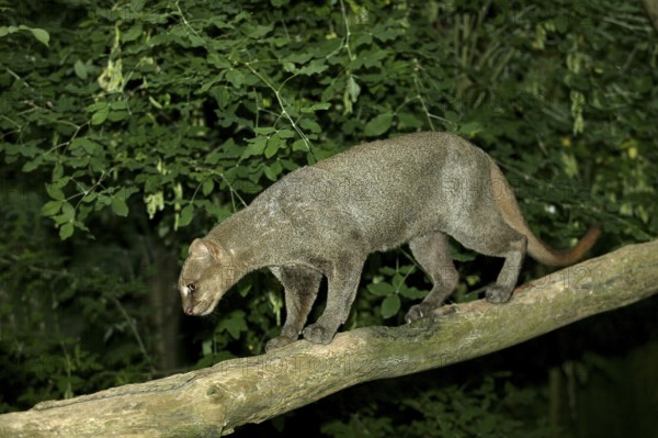 Jaguarundi, herpailurus yaguarondi, adult on branch