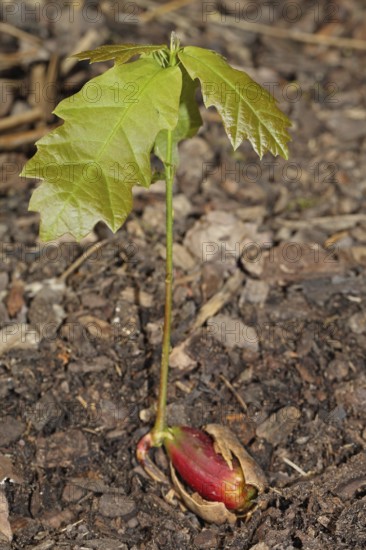 Oak seedling