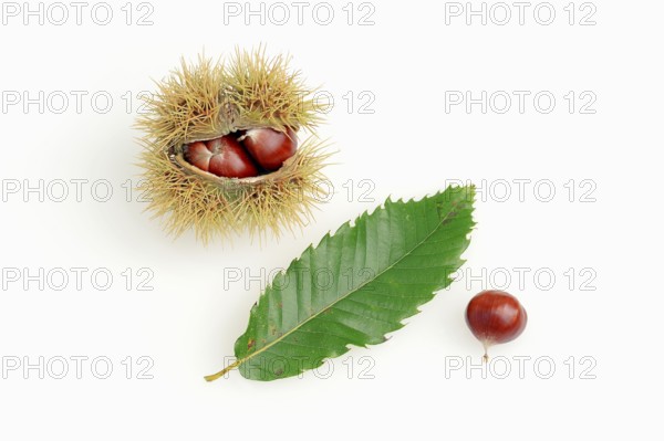 Sweet Chestnut (Castanea sativa), leaf and fruits, European Chestnut