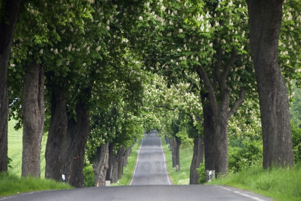 Horse Chestnut (Aesculus hippocastanum) Avenue, Neu-Gunterberg, Angermunde, Brandenburg, Germany,