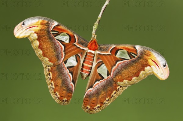 Atlas butterfly (Attacus atlas)