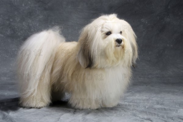 Havanese, Bichon Havanais, Bichon Habanero