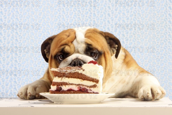 English Bulldog looks at Black Forest Cake, Black Forest Cherry Cake, cake, plate