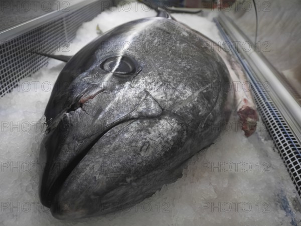 Tuna, bluefin tuna or bluefin tuna