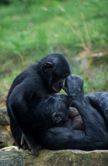 Young bonobo (Pan paniscus) and adult male, bonobo