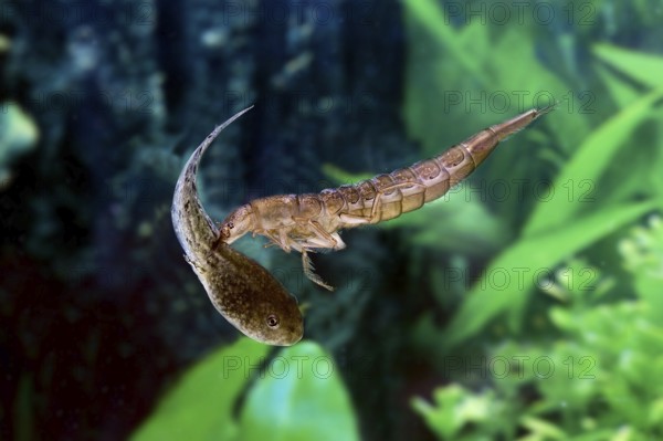 Great Diving Beetle (dytiscus marginalis), Larvae Eating Tadpole of Frog, Normandy