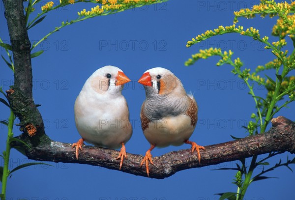 Zebra finches (Taeniopygia guttata), pair, cheeks