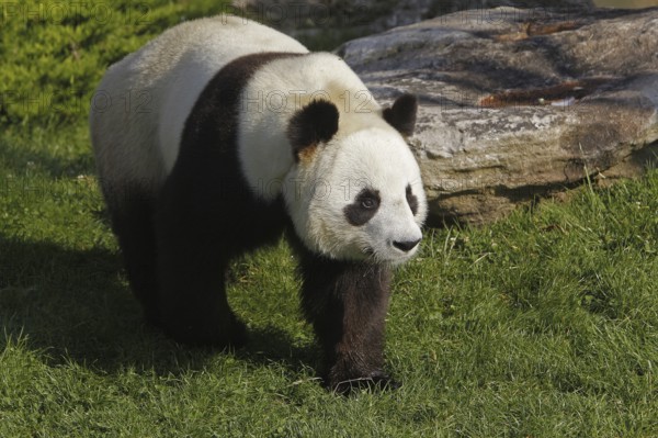 Giant panda, Bamboo Bear, Giant Pandas (ailuropoda melanoleuca), Bamboo Bears, Small Bears,