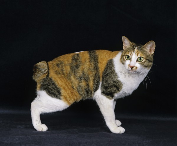 Japanese bobtail domestic cat against black background