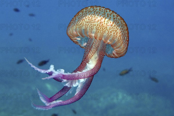Mauve stinger (Pelagia noctiluca), detachable