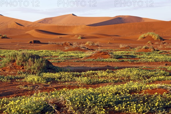 Flowers in Sossusvlei, rainy season, Namib-W