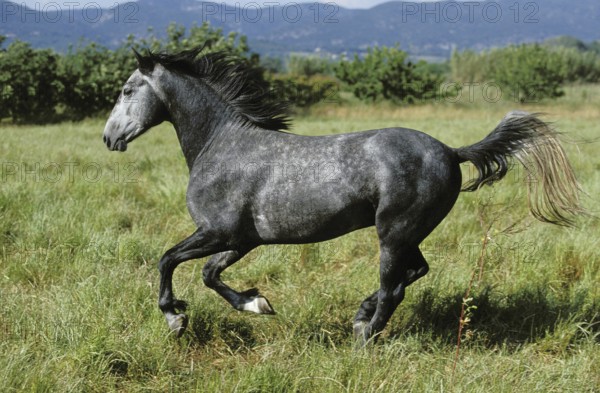 Lipizzan Horse Galloping