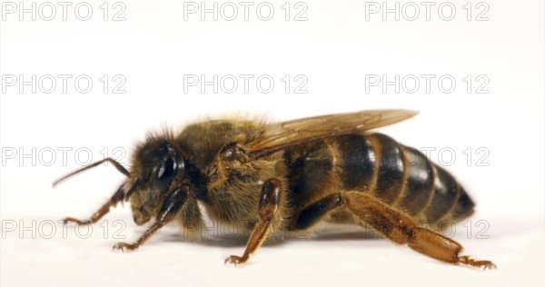 European Honey Bee (apis mellifera), Queen against White Background, Normandy