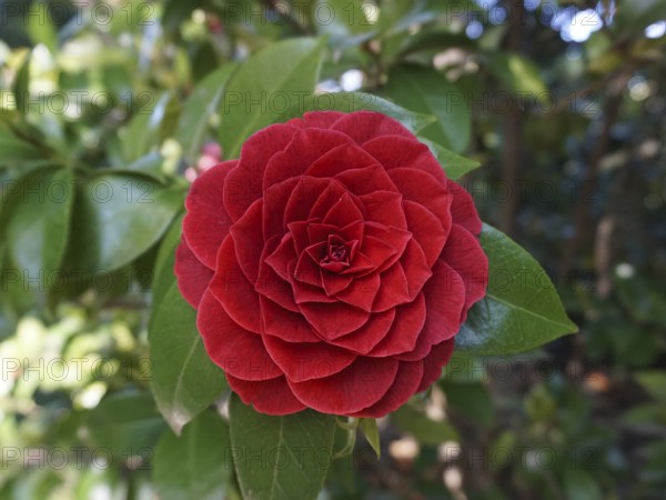 Red Japanese Rose, Camellia Japonica, Botanical Garden, Villa Carlotta, Tremezzo, Lago di Como,