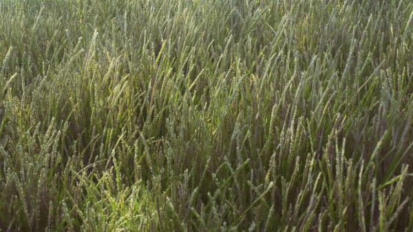 Green Narrowleaf Seagrass (Halodule uninervis) in shallow water on sunny day under bright sunbeams,