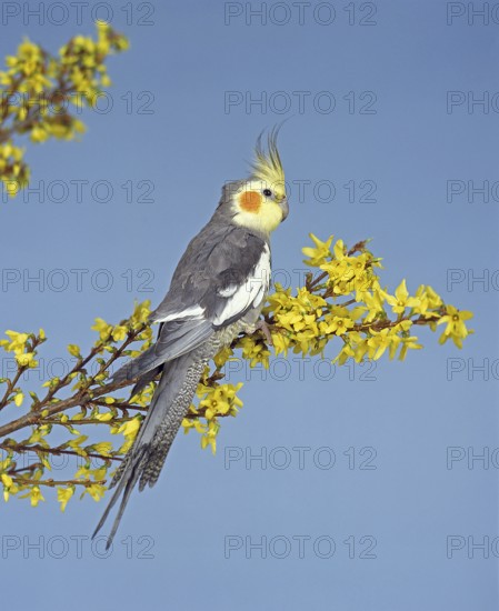 Nymphensittich (nymphicus hollandicus)