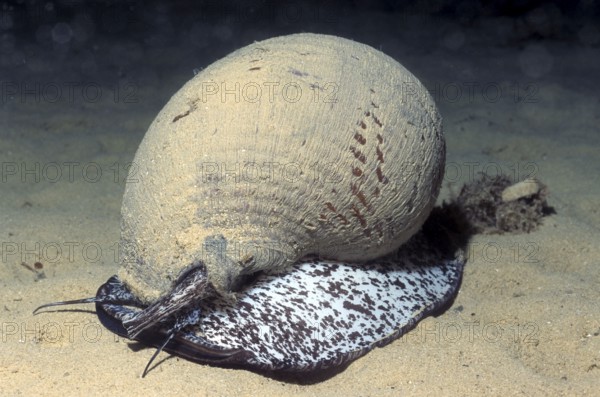 Barrel snail (Tonna galea), barrel snail