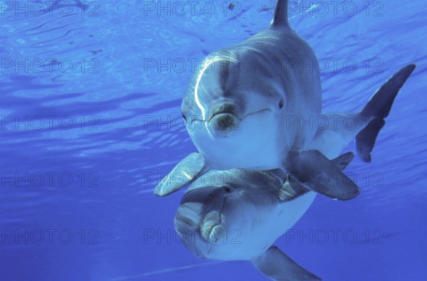 Bottlenose Dolphin (Tursiops truncatus)