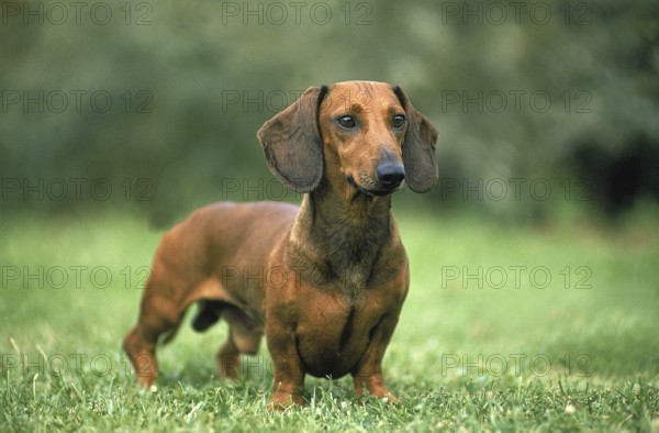 SMOOTH HAIRED DACHSHUND, MALE STANDING ON GRASS