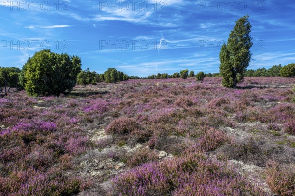 Heather in the Heiliger Hain nature reserve in Südheide Gifhorn, Wahrenholz-Betzhorn, Lower Saxony,