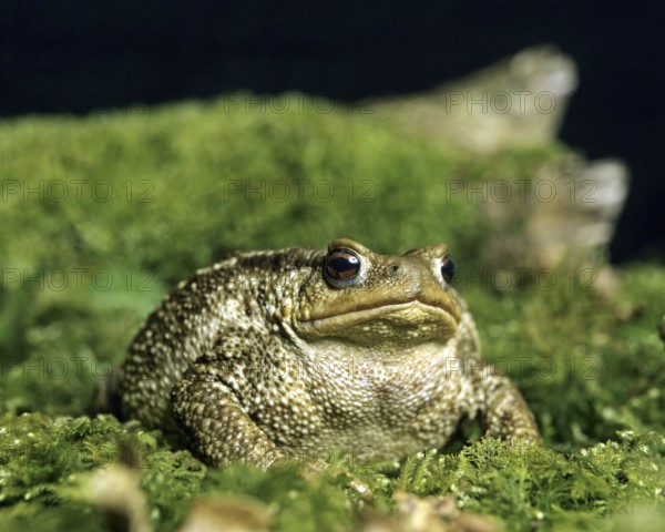 Common Toad (bufo bufo), Adult