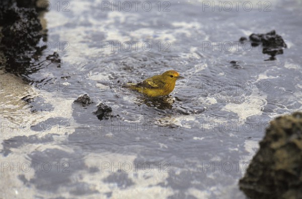 Yellow Warbler (dendroica petechia), Adult having Bath, Galapagos Islands