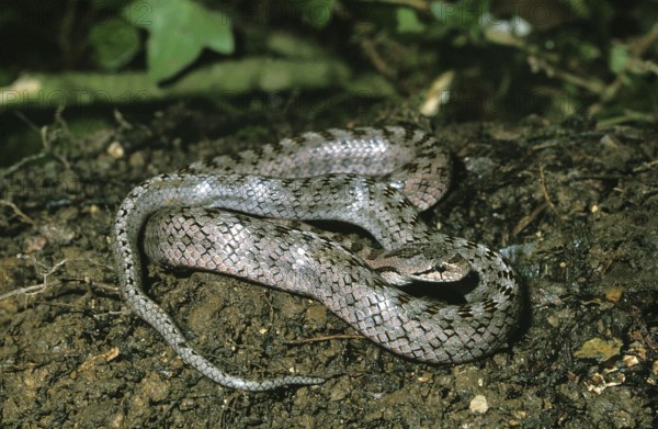 SOUTHERN SMOOTH SNAKE (coronella girondica), ADULT
