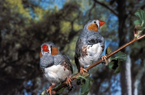 Zebra Finch (taeniopygia guttata), Males standing on Branch