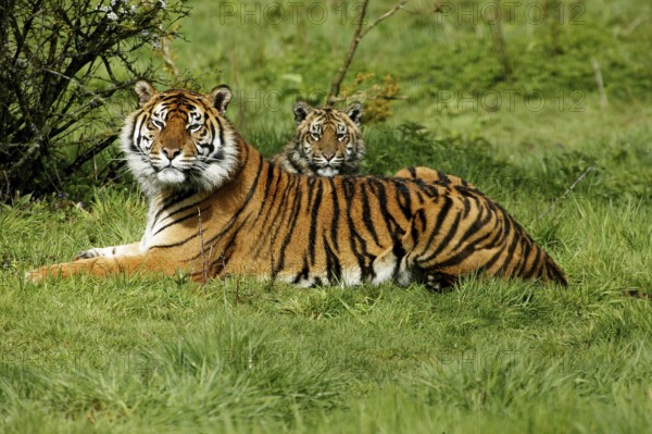 Sumatran Tiger (panthera tigris sumatrae), Mother with Cub