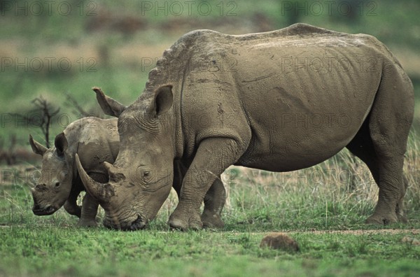 WHITE RHINOCEROS (ceratotherium simum), FEMALE WITH CALF, SOUTH AFRICA