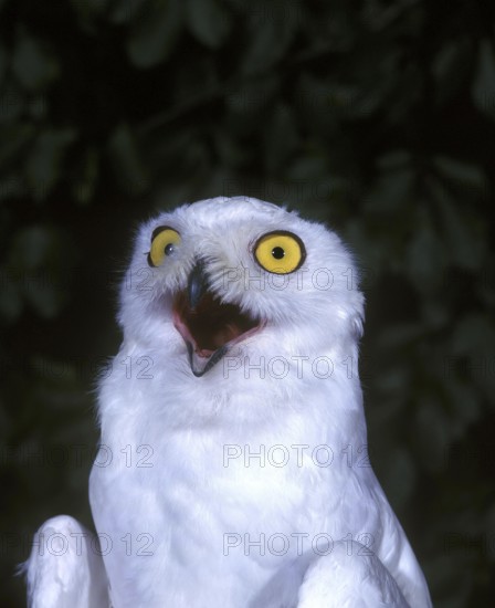 Snowy Owl (nyctea scandiaca), Adult with Open Mouth