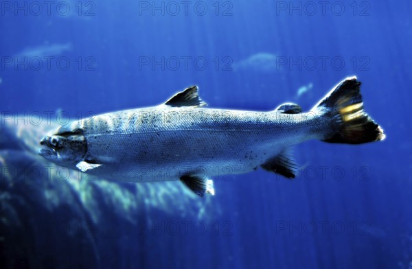 ATLANTIC SALMON (salmo salar), QUEBEC CANADA